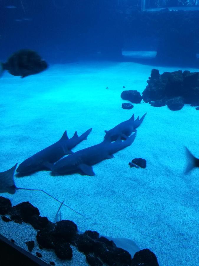 Las Canteras Aquarium Las Palmas de Gran Canaria Exterior foto